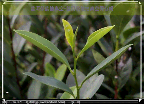 普洱茶能抽真空-普洱茶能抽真空保存吗