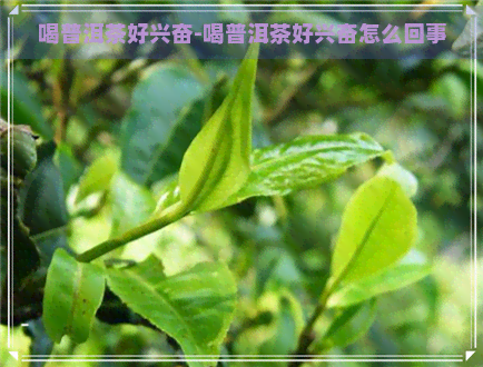 喝普洱茶好兴奋-喝普洱茶好兴奋怎么回事