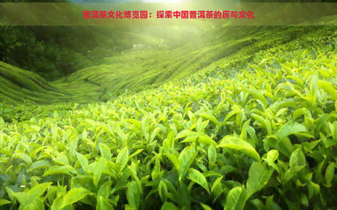 普洱茶文化博览园：探索中国普洱茶的历与文化