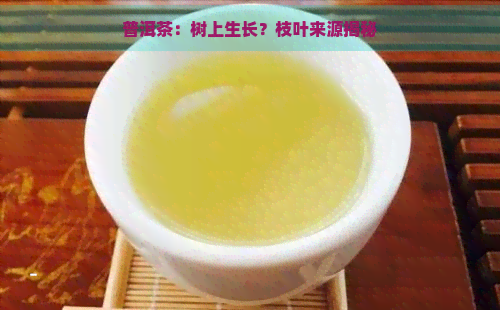 普洱茶：树上生长？枝叶来源揭秘