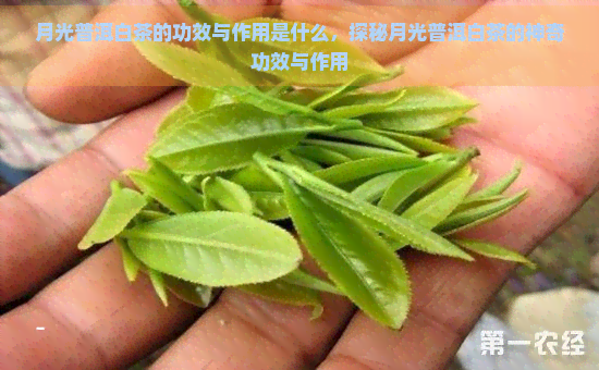 月光普洱白茶的功效与作用是什么，探秘月光普洱白茶的神奇功效与作用