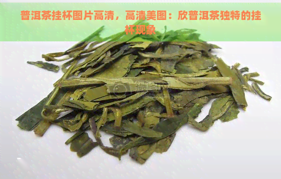 普洱茶挂杯图片高清，高清美图：欣普洱茶独特的挂杯现象