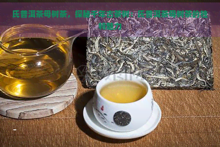 氏普洱茶母树茶，探秘千年古茶树：氏普洱茶母树茶的独特魅力