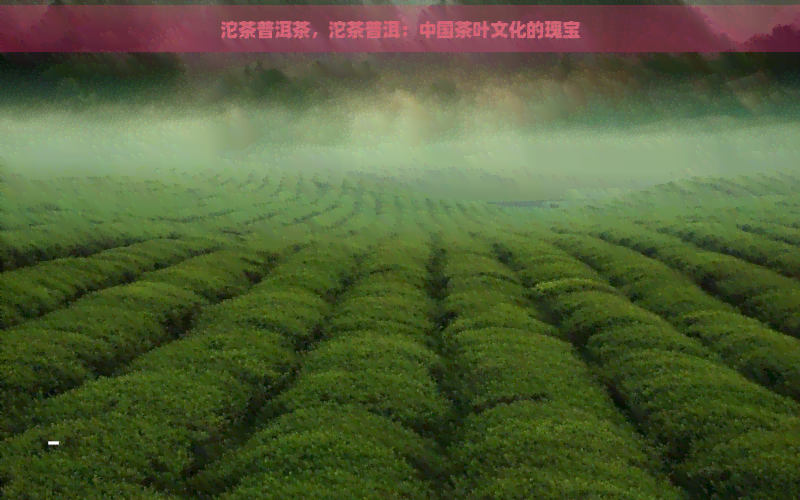 沱茶普洱茶，沱茶普洱：中国茶叶文化的瑰宝