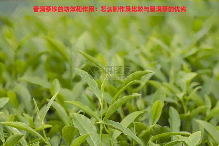 普洱茶珍的功效和作用：怎么制作及比较与普洱茶的优劣