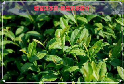 糯普洱茶历-糯普洱茶简介