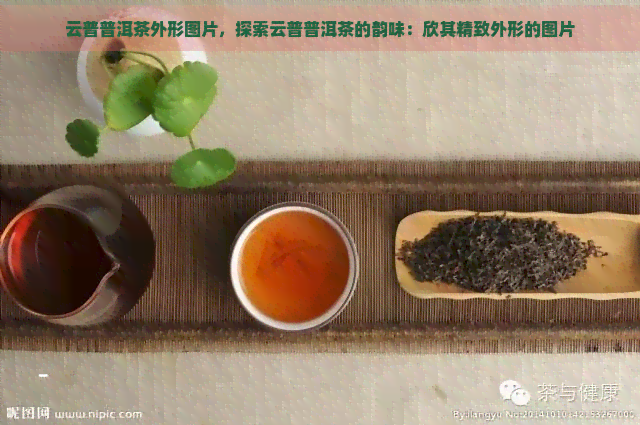 云普普洱茶外形图片，探索云普普洱茶的韵味：欣其精致外形的图片