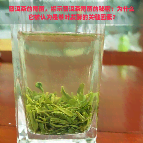 普洱茶的霉菌，揭示普洱茶霉菌的秘密：为什么它被认为是茶叶发酵的关键因素？