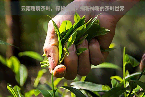 云南秘境茶叶，探秘云南：揭秘神秘的茶叶世界