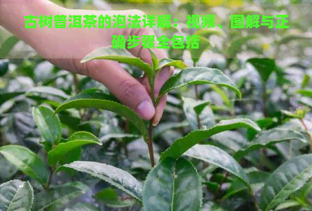 古树普洱茶的泡法详解：视频、图解与正确步骤全包括