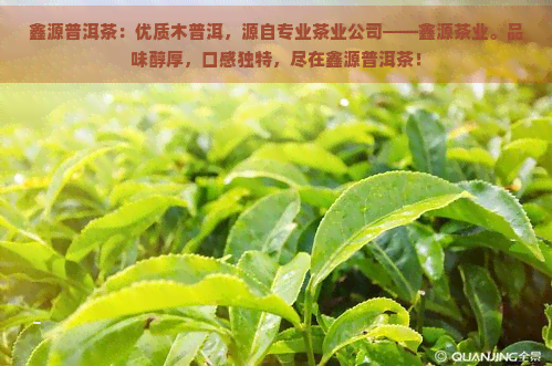 鑫源普洱茶：优质木普洱，源自专业茶业公司——鑫源茶业。品味醇厚，口感独特，尽在鑫源普洱茶！