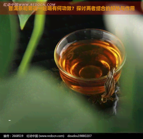 普洱茶和菊花一起喝有何功效？探讨两者结合的好处与作用