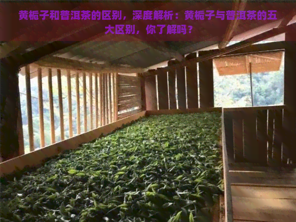 黄栀子和普洱茶的区别，深度解析：黄栀子与普洱茶的五大区别，你了解吗？