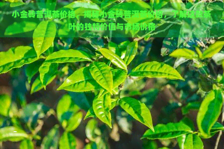 小金砖普洱茶价格，揭秘小金砖普洱茶价格，了解这款茶叶的独特价值与市场价格