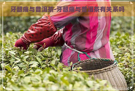 牙龈痛与普洱茶-牙龈痛与普洱茶有关系吗