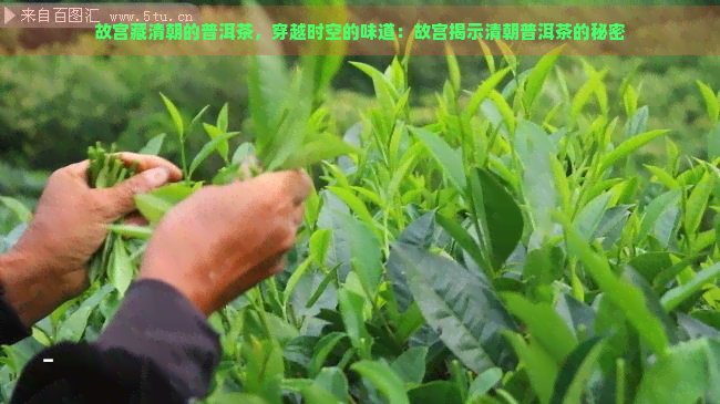 故宫藏清朝的普洱茶，穿越时空的味道：故宫揭示清朝普洱茶的秘密