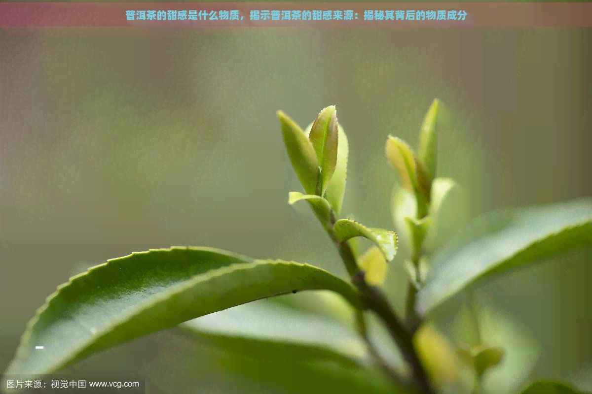 普洱茶的甜感是什么物质，揭示普洱茶的甜感来源：揭秘其背后的物质成分