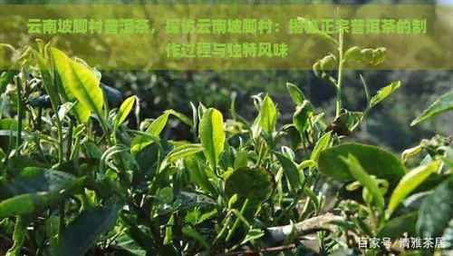 云南坡脚村普洱茶，探访云南坡脚村：揭秘正宗普洱茶的制作过程与独特风味