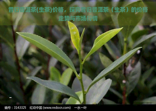 昔归普洱茶(生茶)价格，探究昔归普洱茶（生茶）的价格走势与市场行情