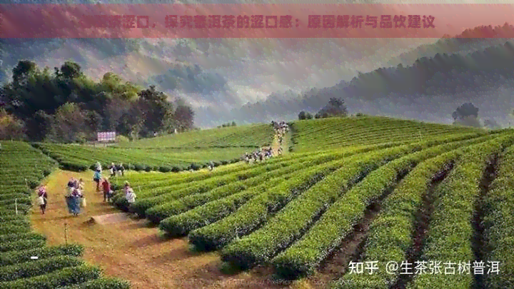 普洱茶涩口，探究普洱茶的涩口感：原因解析与品饮建议