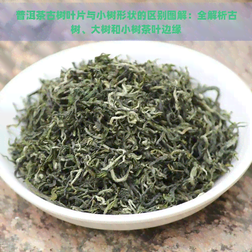 普洱茶古树叶片与小树形状的区别图解：全解析古树、大树和小树茶叶边缘