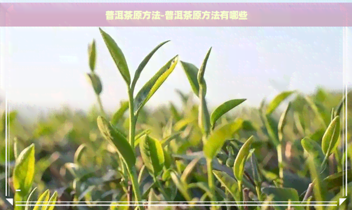 普洱茶原方法-普洱茶原方法有哪些