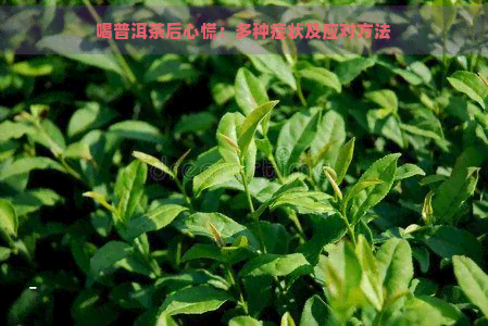 喝普洱茶后心慌：多种症状及应对方法