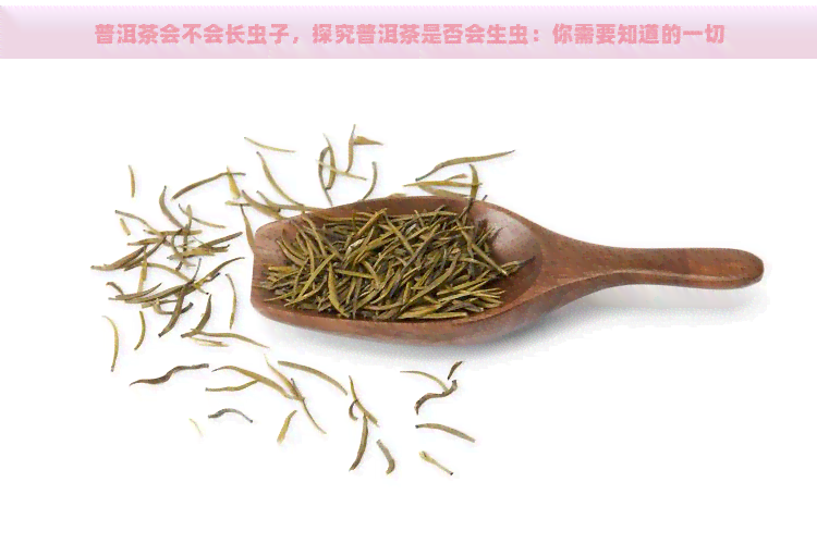 普洱茶会不会长虫子，探究普洱茶是否会生虫：你需要知道的一切