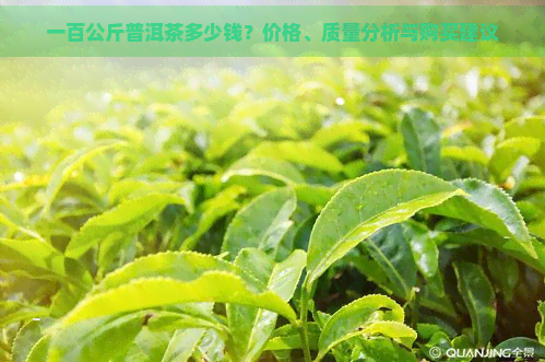 一百公斤普洱茶多少钱？价格、质量分析与购买建议