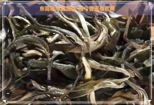 东莞福今普洱茶-福今普洱茶官网