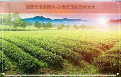 瑞贡普洱茶图片-瑞贡普洱茶图片大全