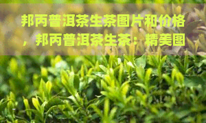 邦丙普洱茶生茶图片和价格，邦丙普洱茶生茶：精美图片与最新价格一览