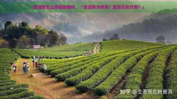 普洱茶怎么苦呢能喝吗，「普洱茶为何苦？是否还能饮用？」