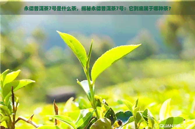 永德普洱茶7号是什么茶，揭秘永德普洱茶7号：它到底属于哪种茶？