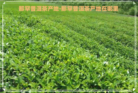 那罕普洱茶产地-那罕普洱茶产地在哪里