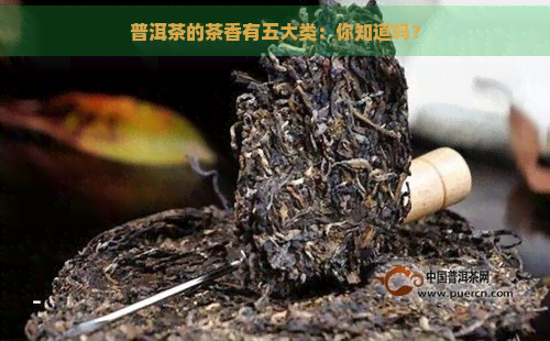 普洱茶的茶香有五大类：你知道吗？