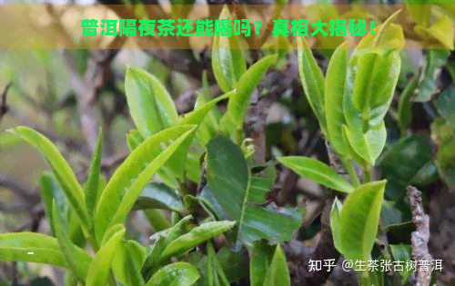 普洱隔夜茶还能喝吗？真相大揭秘！