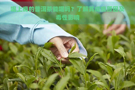 喝上瘾的普洱茶能喝吗？了解其成瘾原因及性影响