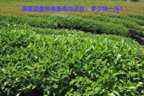 深普洱茶价格查询与评价：多少钱一斤？