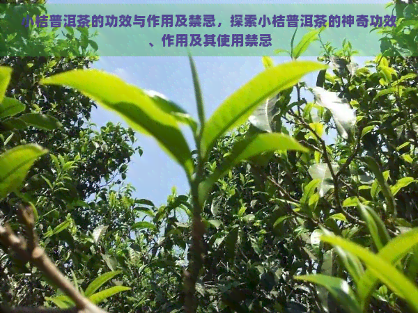 小桔普洱茶的功效与作用及禁忌，探索小桔普洱茶的神奇功效、作用及其使用禁忌