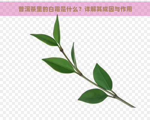 普洱茶里的白霜是什么？详解其成因与作用