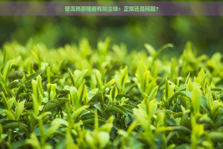 普洱熟茶喝着有灰尘味：正常还是问题？