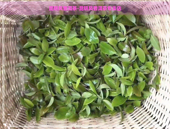 昆明风普洱茶-昆明风普洱茶专卖店