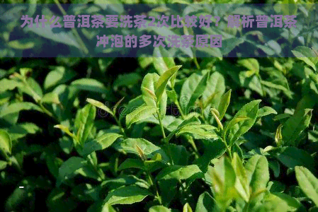 为什么普洱茶要洗茶2次比较好？解析普洱茶冲泡的多次洗茶原因