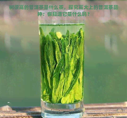 树很高的普洱茶是什么茶，探究高大上的普洱茶品种：你知道它是什么吗？