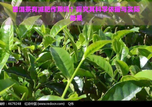 普洱茶有减肥作用吗？探究其科学依据与实际效果