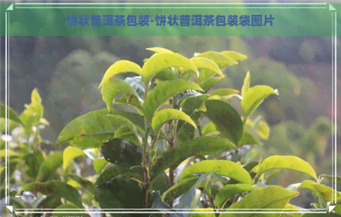 饼状普洱茶包装-饼状普洱茶包装袋图片