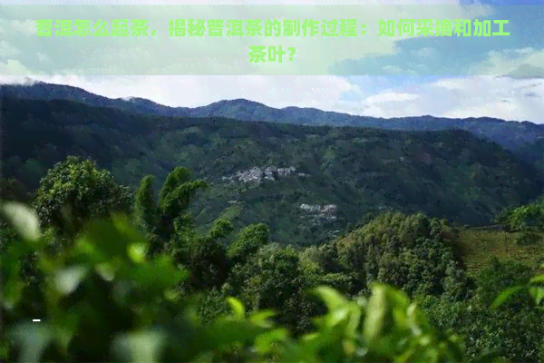 普洱怎么起茶，揭秘普洱茶的制作过程：如何采摘和加工茶叶？