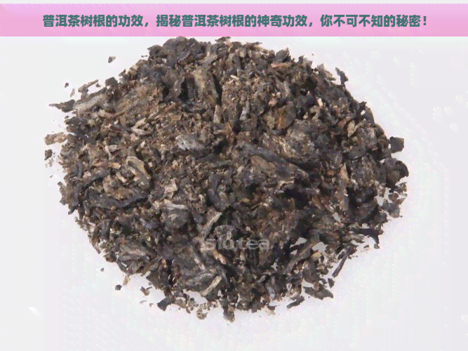 普洱茶树根的功效，揭秘普洱茶树根的神奇功效，你不可不知的秘密！