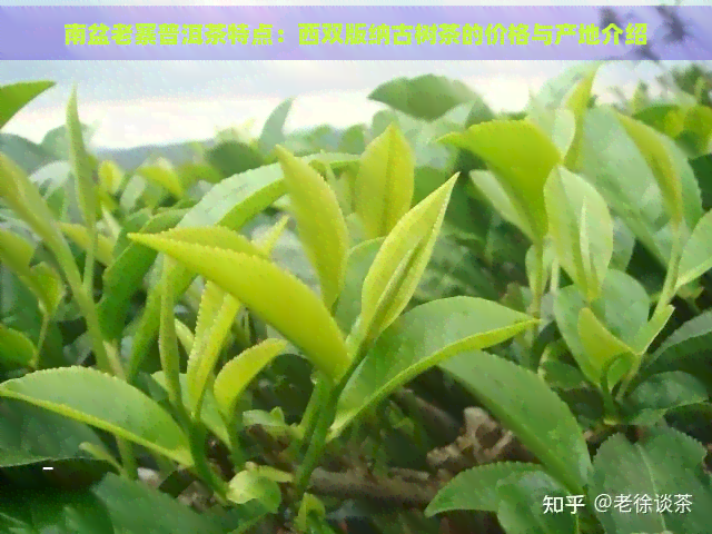 南盆老寨普洱茶特点：西双版纳古树茶的价格与产地介绍